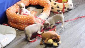 Щенки чихуахуа.Питомник Валентра Стар