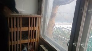 Совет от Гагика 66.Как отучить голубей от проводов!3.12.17г