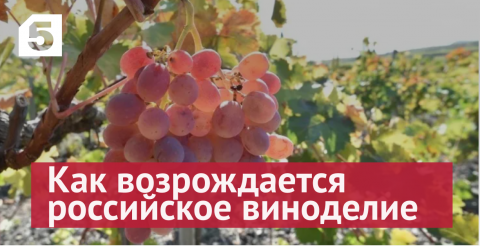 «Глубинные традиции»: как возрождается российское виноделие