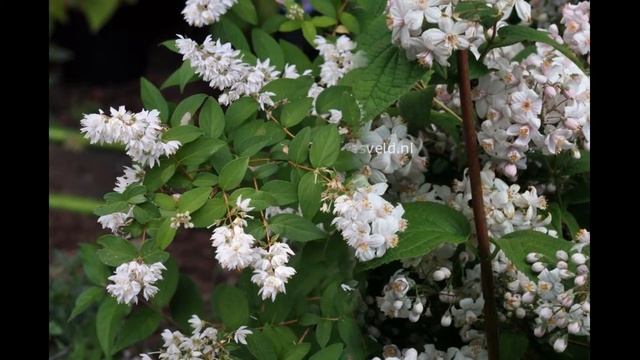 ДЕЙЦИЯ (DEUTZIA) сем. Гортензиевые смотреть онлайн