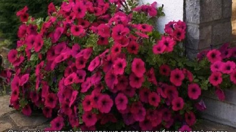 Чем отличается ампельная петуния от каскадной