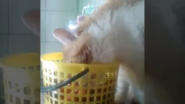 Какие вкусные черешенки..... смотреть онлайн