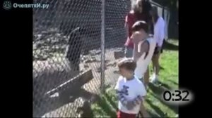 Ламы плюются в людей