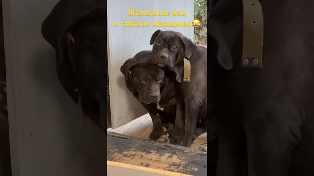 А так спокойно жил без неё🤭#семейныйканал #таняислава #канекорсо #канекорсоитальяно #собаки
