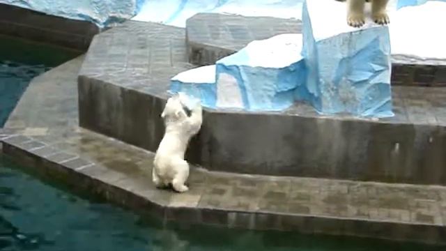 Белые медвежата в Новосибирском зоопарке куражатся) смотреть онлайн