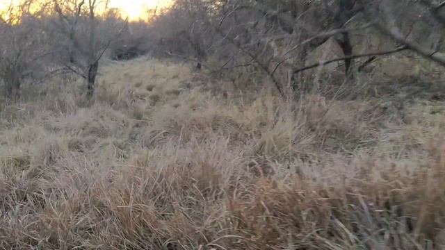 Одомашнивание продолжается. Domestication of wild horses