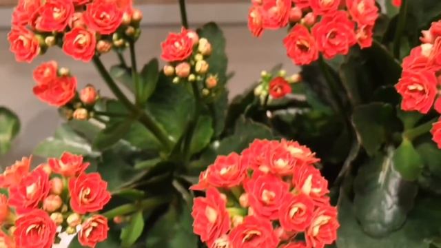 Каланхоэ, как вырастить и добиться пышного цветения/ПОЧЕМУ не цветёт смотреть онлайн