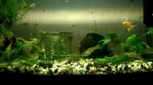 Аквариум. Музыка релакс.