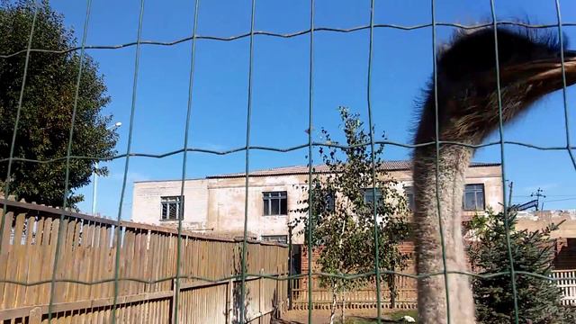 страус разбышака смотреть онлайн