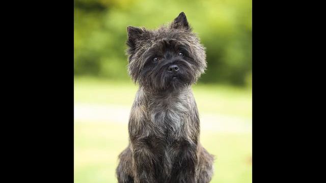 BRAND LIFE HOUSE GERA (aka Stesha) смотреть онлайн