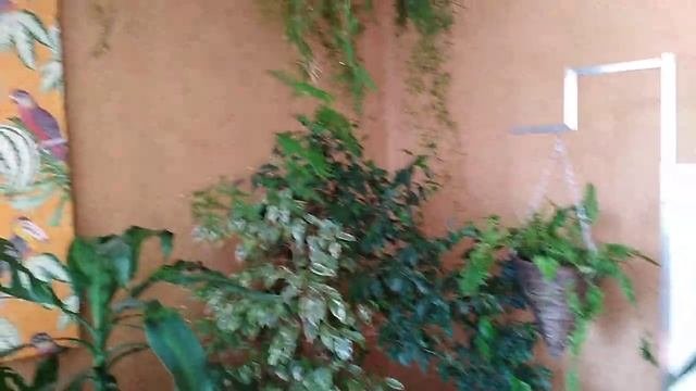 Комнатные цветы. Увлажнение воздуха