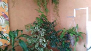 Комнатные цветы. Увлажнение воздуха