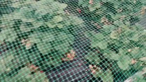 Защита клубники от птиц