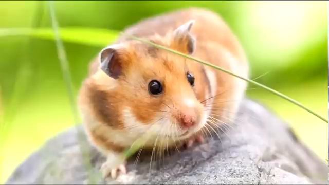 Котейка ТВ. Домашние животные