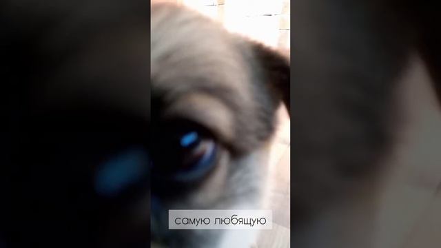 Щеночек - игривый комочек! 😘