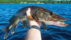 Рыбалка на живца. Ловля щуки и окуня на поплавок