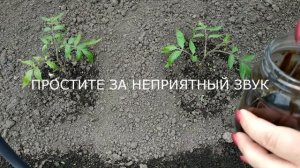 Как избавиться от колорадского жука. Надежный и проверенный способ.