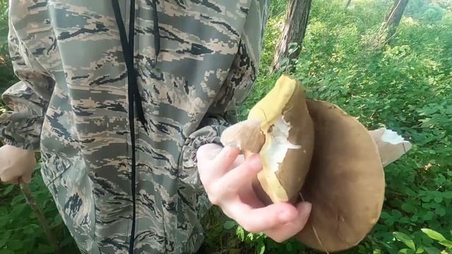 Вы не найдёте этот гриб у себя в лесу! Грибник пошёл на тихую охоту. Проверка старых мест. Обабок.