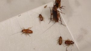 Ученые разработали роботаракана, которого трудно раздавить