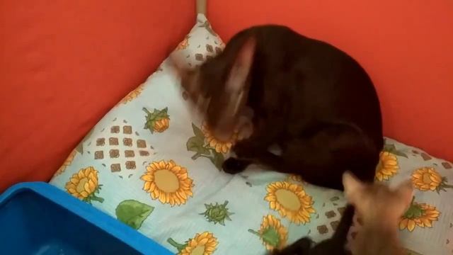 ОРИЕНТАЛЬНЫЕ КОШКИ ДОМ ДЛЯ КОТЯТ НОВОСЕЛЬЕ HOUSE FOR KITTENS ORIENTAL CATS смотреть онлайн
