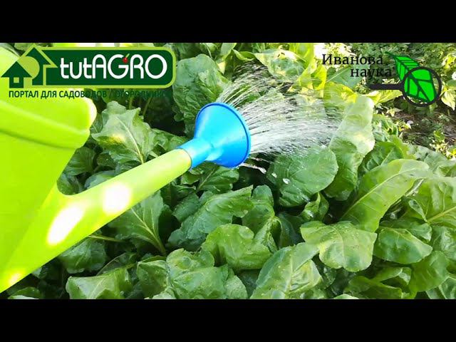ФИНАЛЬНАЯ ПОДКОРМКА СВЁКЛЫ на сладость и отличное хранение. Свекла вкусная, сладкая, лежкая.