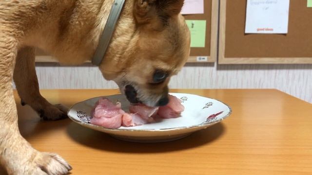 ЧИХУАХУА ЕСТ СЫРОЕ МЯСО!  Андрей Шумилов, чихуа, чихуахуа, чихуашки, собачки, собаки, чихуашка, чих