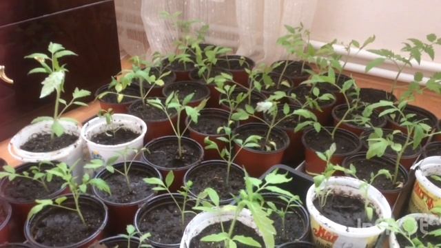 Блины с мясом косули/ моя рассада смотреть онлайн