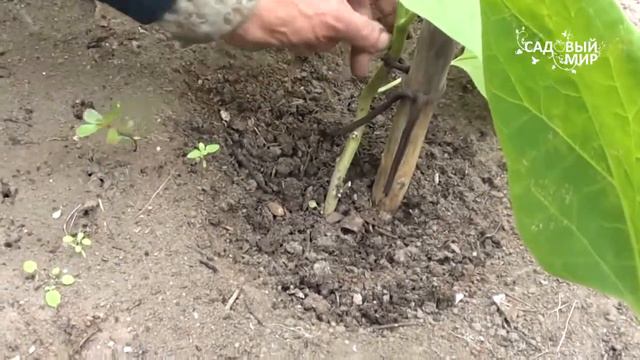 Как формировать перцы и баклажаны