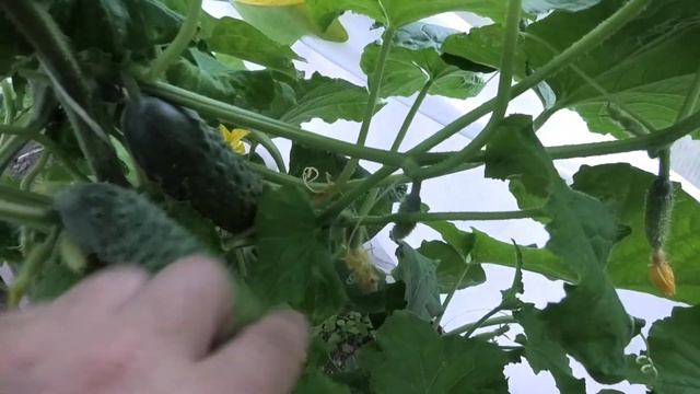 ? Огурец ФОРСАЖ  F1| НАРОДНЫЙ ВЫБОР| Часть 2. Идеальный огурец для овощеводов любителей!? смотреть онлайн