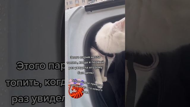 А это котик Умка, которого я спасла с усыпления