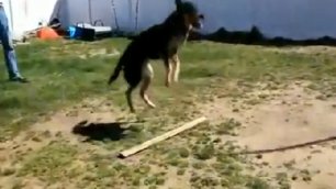 Собака – через скакалку попрыгака 