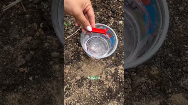 Как правильно сажать луковичные цветы (1 часть) #растения #сад #цветы смотреть онлайн