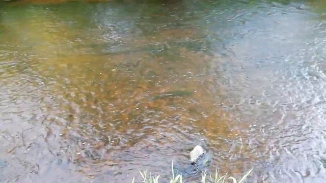 ЖИЗНИ РЕКА... РЕЛАКС смотреть онлайн