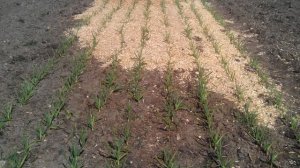 Выращиваем озимый чеснок и мульчируем его опилками