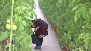 GIDROPONIKA. Гидропоника.