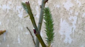 ЧЕРЕНКОВАНИЕ ИВА КУПИДОН , ИВА БУЛАТА ШАРООБРАЗНАЯ , ИВА НАНА КУСТОВАЯ, ИВА ПЛАКУЧАЯ