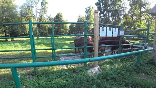 ВЛОГ Веревочный парк в подмосковье | Зубровый заповедник | Маша решилась! 14-15.08.2017 смотреть онлайн