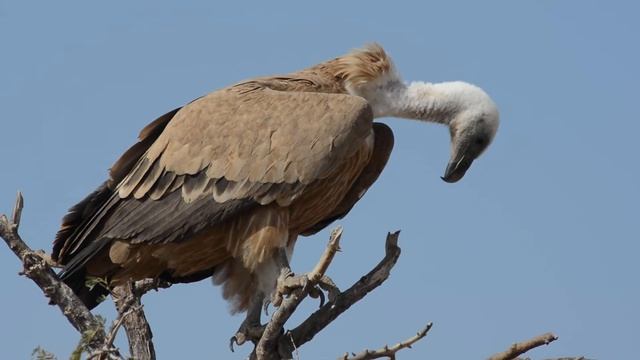 Eurasian griffon (Gyps fulvus) смотреть онлайн