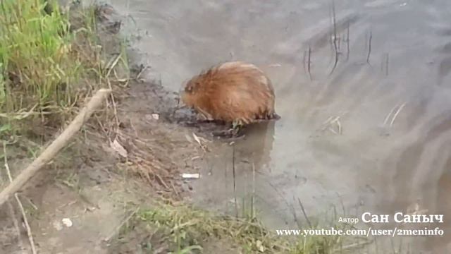 Ерш и другие приключения Шурика на рыбалке смотреть онлайн