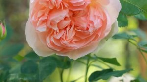 Rose Evelyn, Orange rose David Austin