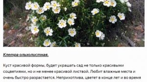 Популярные низкорослые декоративные кустарники для сада