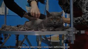 Стрижка британских котов: когда и как необходимо это делать