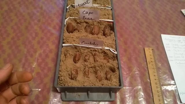 пекан, проращивание плодов смотреть онлайн