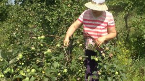 яблоня Алтайское пурпуровое продолжение