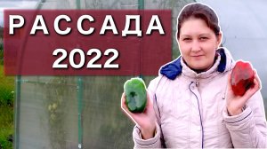 Рассада 2022. Какие перцы садим. Проращиваем на салфетке. Рассада на подоконнике.