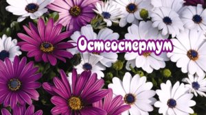 Африканская ромашка (Osteospermum) или Остеоспермум – великолепный цветок, который встречается в раз