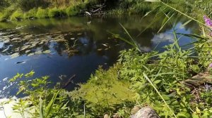 Рыбалка. Особенности ловли голавля на удочку с берега