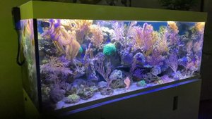 REEF RELAX - Part 4-6 - chillout music + reef tanks *AQUARIUM lounge*