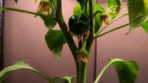 Growing peppers time lapse - flower to fruit in 60 days