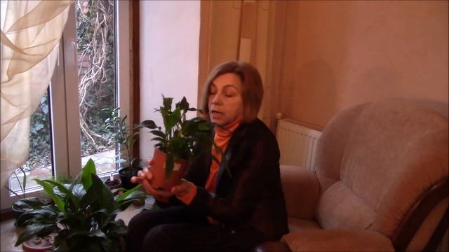 Спатифиллум.  Полная информация о цветке "женское счастье"   спатифиллуме
